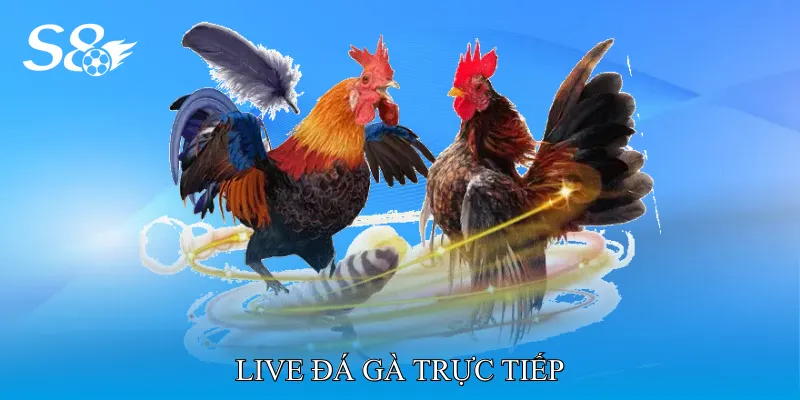 Live Đá Gà Trực Tiếp Theo Dõi Trận Đấu Qua Livestream